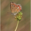 polyom bellargus imago13 kher